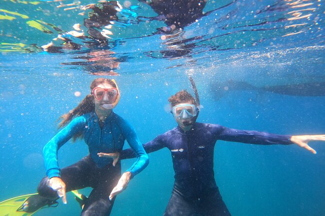 Tenerife Snorkeling Tour in turtle habitat - Dolphin chances on the way back near fishermen’s farms