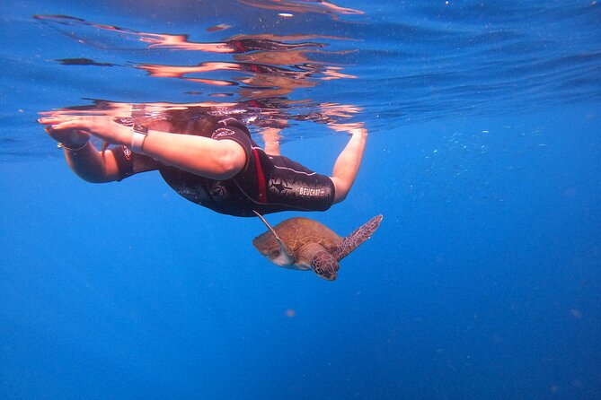 Tenerife Snorkeling Tour in turtle habitat - Shower, terrace time, and photos to take home
