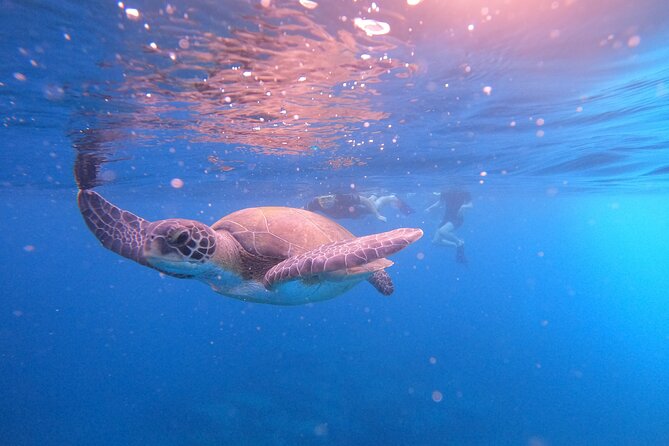 Tenerife Snorkeling Tour in turtle habitat - What’s included vs. what you need to bring