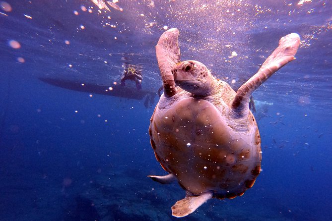 Tenerife Snorkeling Tour in turtle habitat - Price and value: why $54.07 can make sense