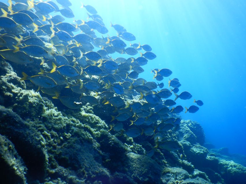 Tenerife : Snorkeling underwater with freediving Instructor - Stretching on Wooden Platforms: Gear-Up Without Stress
