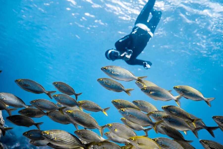 Tenerife : Snorkeling underwater with freediving Instructor - Meeting at Av. Colón: What Happens Before You Get Wet