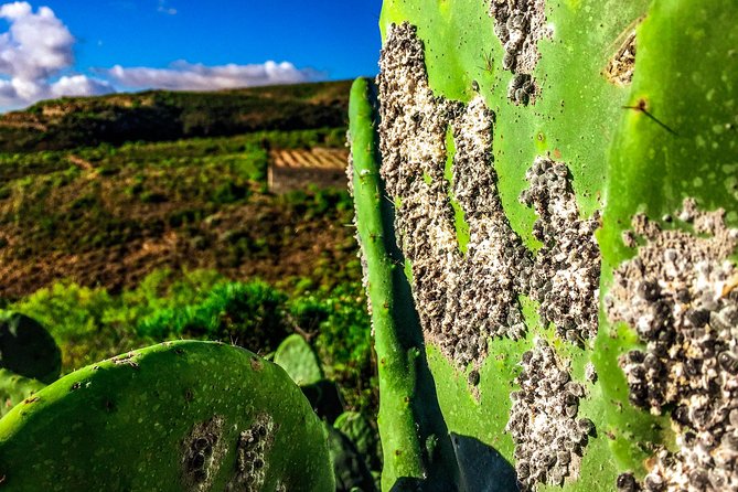 Tenerife South Private Tour: Secrets of the Volcanoes - Price and value: what $921.15 per group really buys you
