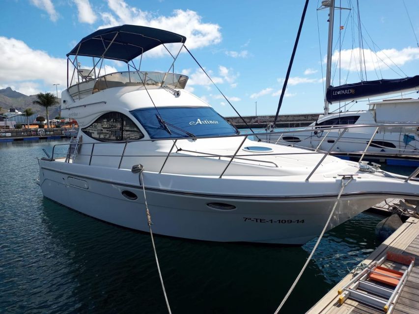 Tenerife south: safari with luxury boat , animals encounters - On Board the Two-Story Boat: Comfort, Layout, and Rules
