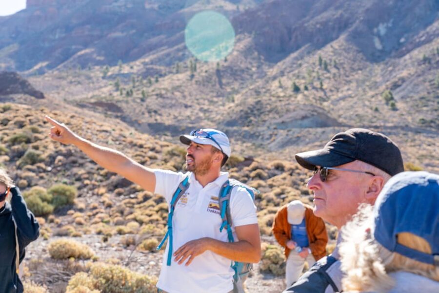 Tenerife : Teide Hiking - Wildlife reality check: insects, reptiles, and birds (not big mammals)