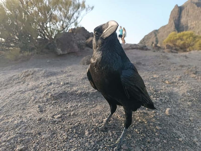 Tenerife: Teide, Masca, Garachico, and Sunset Exclusive Tour - Garachico and the lava pools: swim time in a living geology