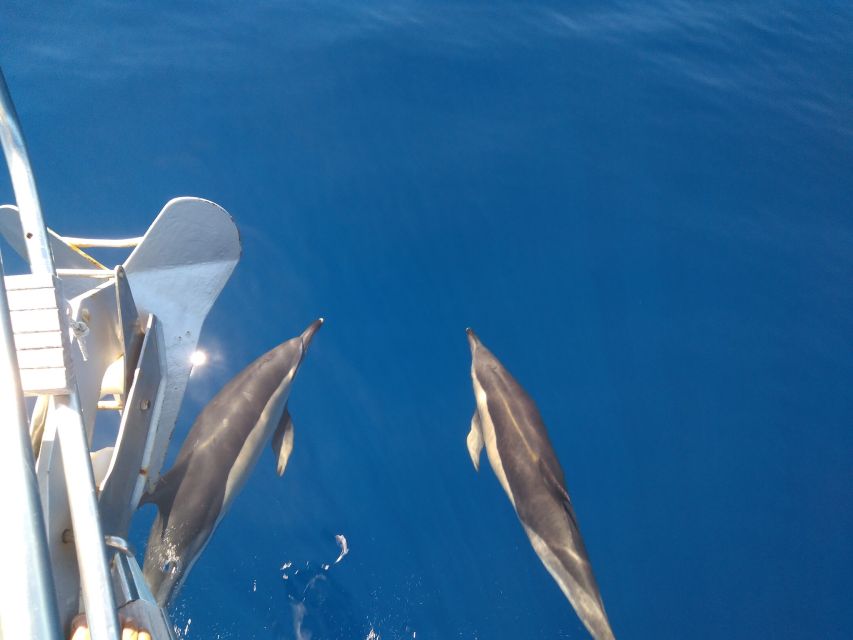 Tenerife: Teide National Park and Dolphins Sailboat Tour - Should you book this Teide and dolphins sail combo?