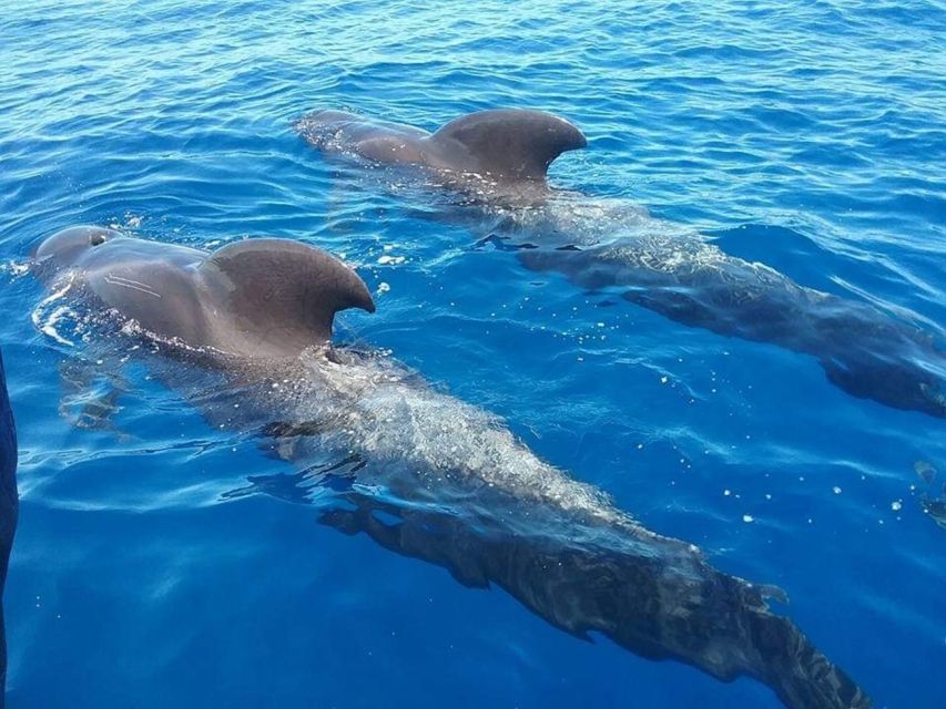 Tenerife: Teide National Park and Dolphins Sailboat Tour - Teide National Park viewpoints and what you may miss up top