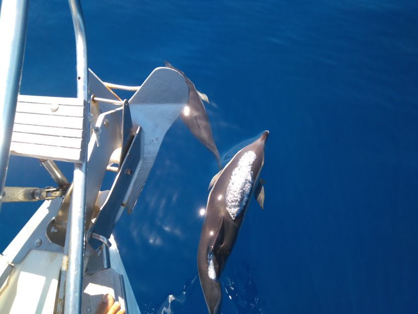 Tenerife: Teide National Park and Dolphins Sailboat Tour - South Tenerife catamaran time: what a max-11 sail feels like