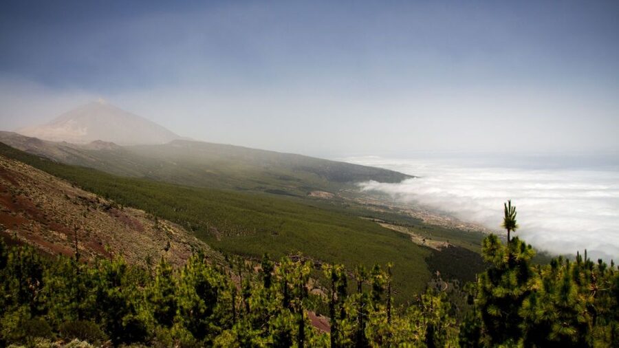 Tenerife: Teide National Park and Dolphins Sailboat Tour - Dolphins, pilot whales, and snorkeling from a catamaran