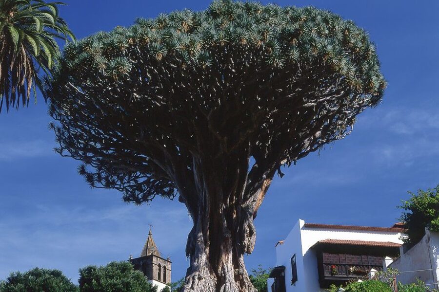 Tenerife: Teide National Park Full-Day Tour with Pickup - Riding the Mt. Teide route: pine forests to the volcano plateau