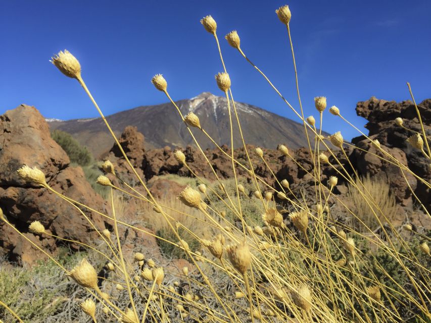 Tenerife: Teide National Park & Teno Rural Park Private Tour - Price and value for a private group up to 2