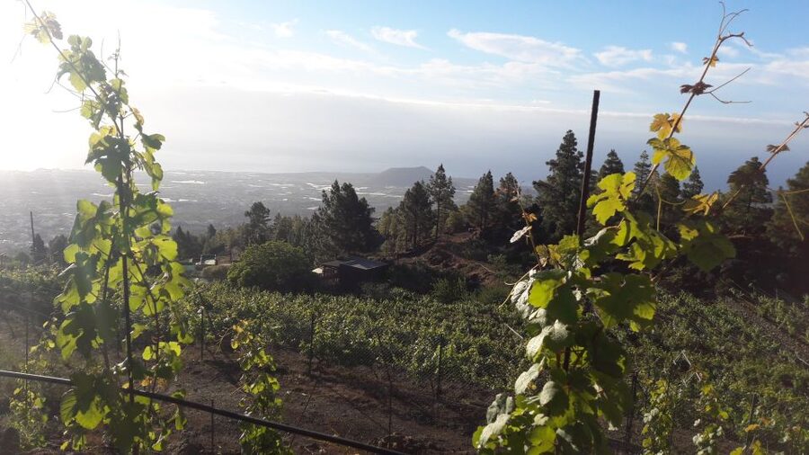 Tenerife: Tour of an Organic Vineyard with Tasting & Snacks - The volcanic setting that actually explains the wine