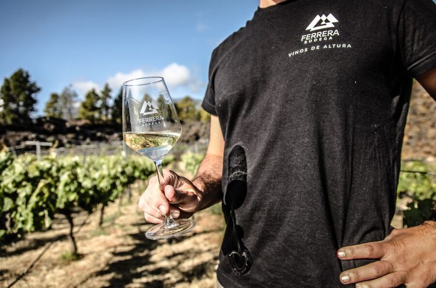 Tenerife: Tour of an Organic Vineyard with Tasting & Snacks - The 3-hour itinerary: where the time goes (and what you’ll do)