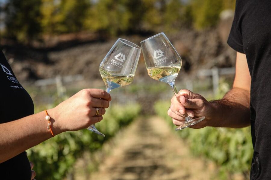 Tenerife: Tour of an Organic Vineyard with Tasting & Snacks - Price and value: is $77 actually fair?