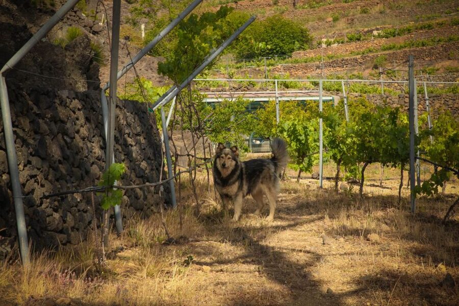 Tenerife: Tour of an Organic Vineyard with Tasting & Snacks - Organic vineyards: what you learn and why it matters