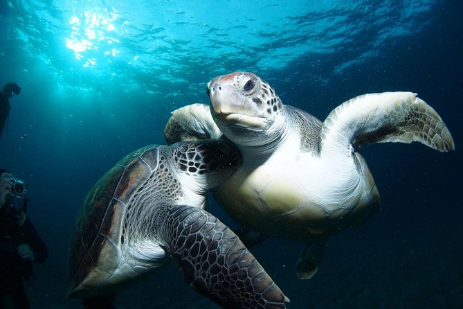 Tenerife Turtle and Snorkel Tour from Costa Adeje - Key things to know before you go