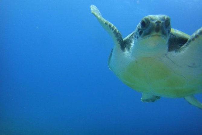 Tenerife Turtle and Snorkel Tour from Costa Adeje - Costa Adeje: the setting that makes snorkeling make sense
