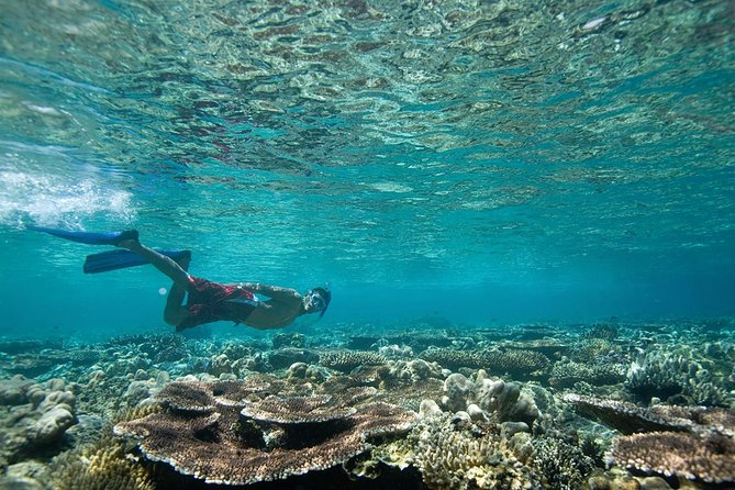 Tenerife Turtle and Snorkel Tour from Costa Adeje - What the 3-hour schedule feels like once you’re on the clock