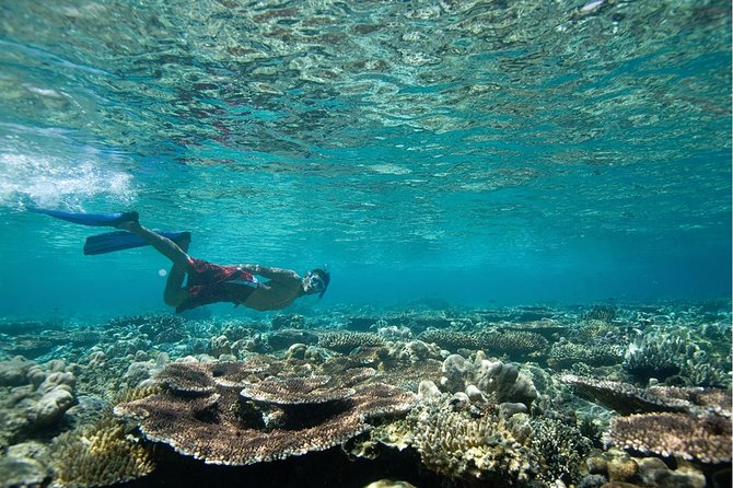 Tenerife Turtle and Snorkel Tour from Costa Adeje - Snorkeling at 2 to 8 meters: gear, technique, and what you’ll actually see