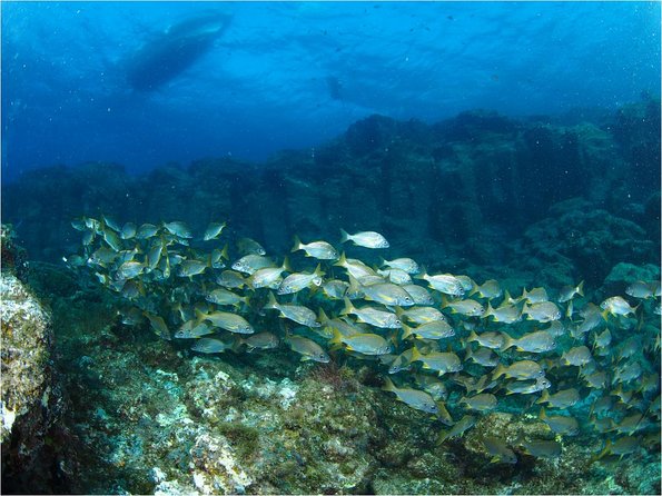 Tenerife Turtle and Snorkel Tour from Costa Adeje - The turtle part: how to maximize your odds without losing your mind