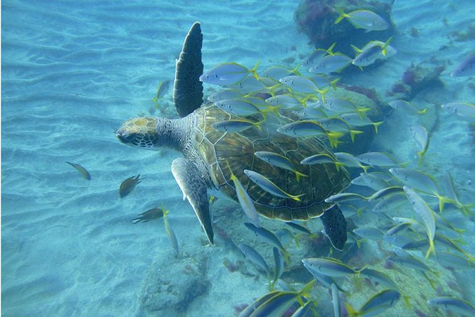 Tenerife Turtle and Snorkel Tour from Costa Adeje - Boat time, sea conditions, and the comfort factor