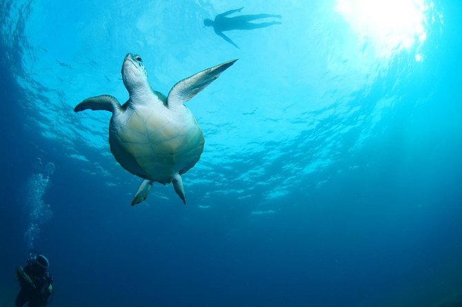 Tenerife Turtle and Snorkel Tour from Costa Adeje - How the guides shape the experience (Zala, Sebastian, and the hands-on help)