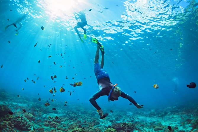 Tenerife Turtle and Snorkel Tour from Costa Adeje - Getting from the PADI-style dive center to the sea