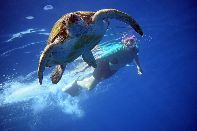 Tenerife: Turtle & Dolphin Kayak Tour with Snorkel & Wetsuit - Key Things I’d Actually Plan Around