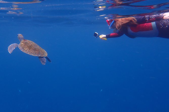 Tenerife: Turtle & Dolphin Kayak Tour with Snorkel & Wetsuit - Dolphins and Turtles: How to Think About the Odds