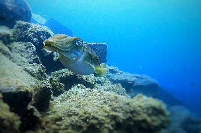 Tenerife Under The Sea - dive into 1-1 personalised experience - Key highlights to know before you go