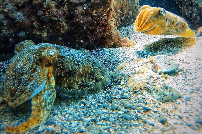 Tenerife Under The Sea - dive into 1-1 personalised experience - What’s included in the $65 value (and what costs extra)