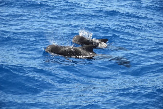 Tenerife: Whale and dolphin watching - Key things to know before you go