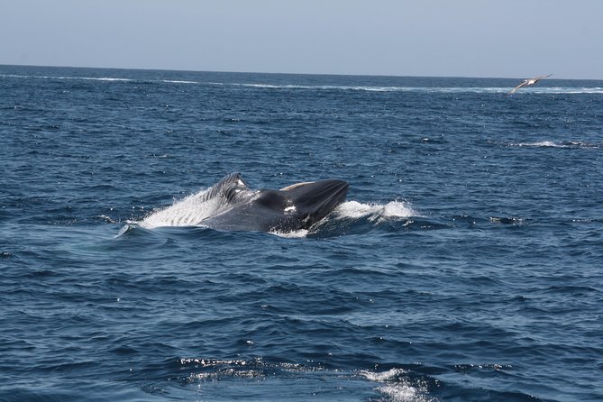 Tenerife: Whale and dolphin watching - The search pattern: how Tenerife’s coves shape your whale-watching
