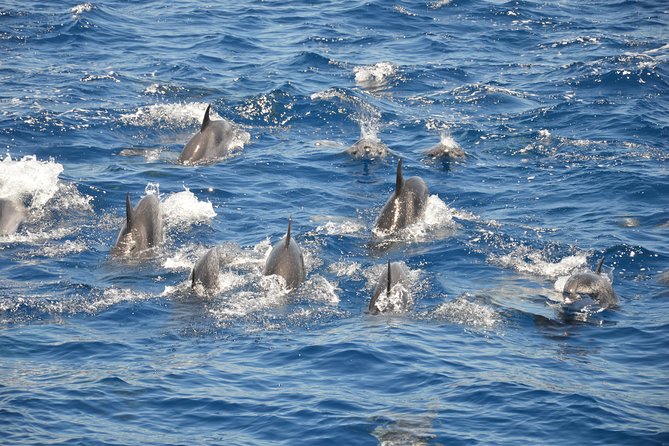Tenerife: Whale and dolphin watching - Meet the crew: William and Stylian set the tone