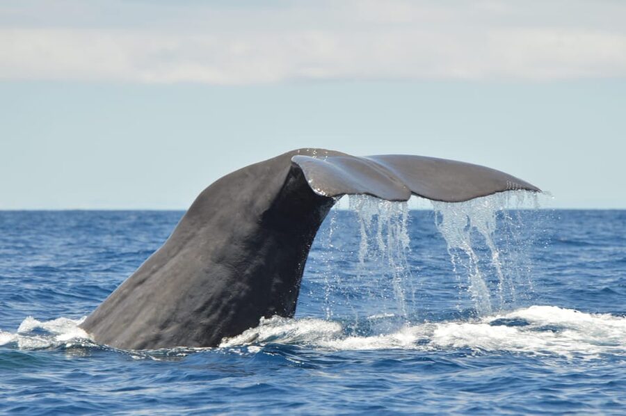 Tenerife: Whale and Dolphin Watching Boat Tour - Key things to know before you go