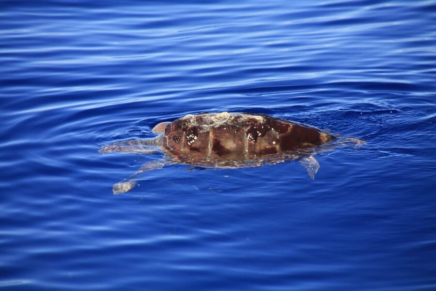 Tenerife: Whale and Dolphin Watching Boat Tour - What to bring (so the ocean day stays easy)