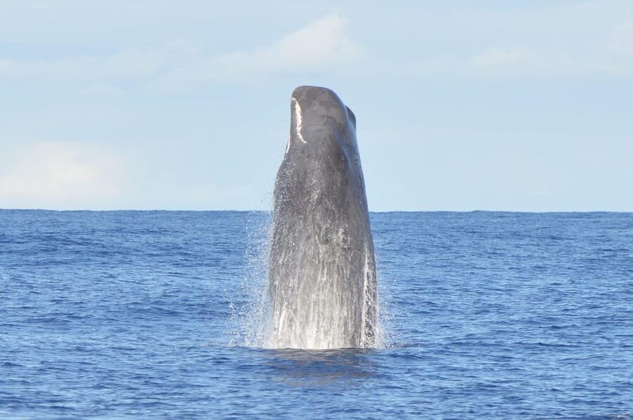 Tenerife: Whale and Dolphin Watching Boat Tour - Why this 2-hour whale-and-dolphin cruise works in Tenerife