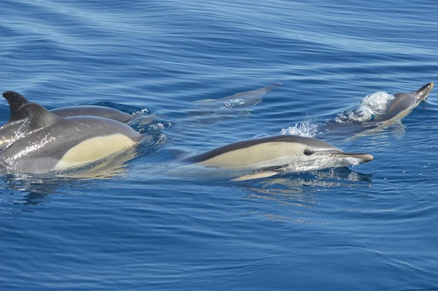 Tenerife: Whale and Dolphin Watching Boat Tour - Onboard comfort: what you’re signing up for on the boat