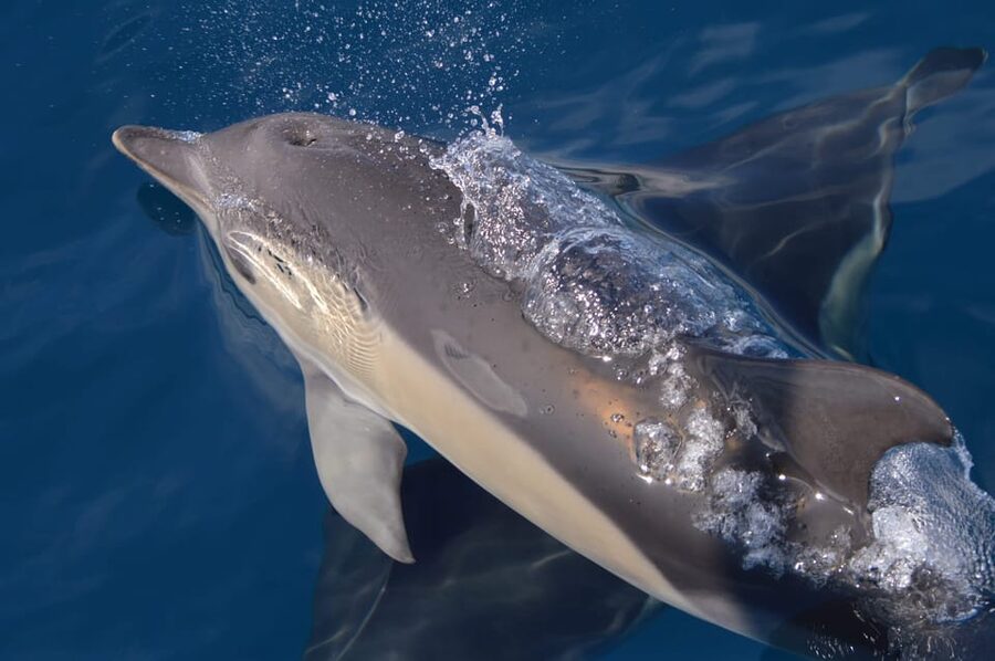 Tenerife: Whale and Dolphin Watching Boat Tour - Ethical viewing and eco-friendly rules: how it improves the experience