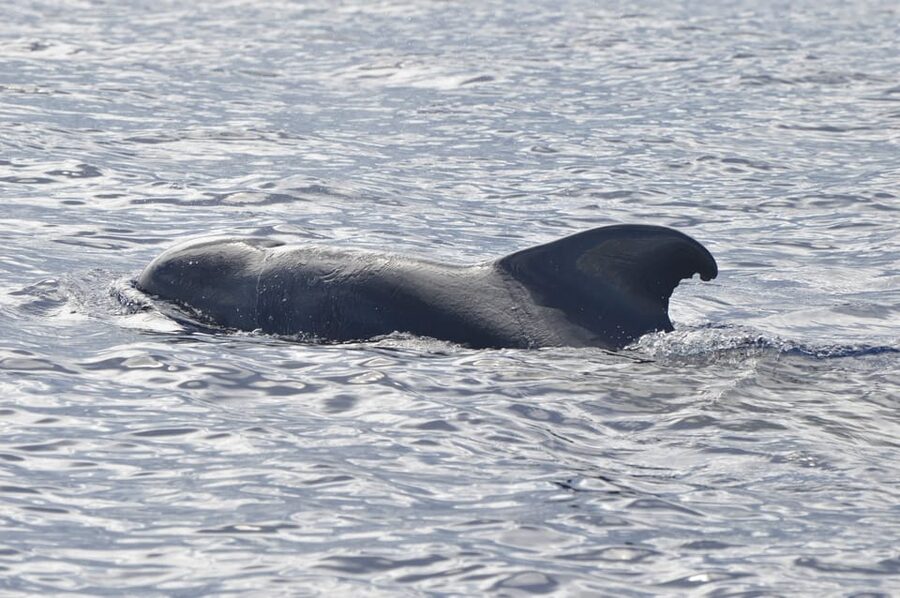 Tenerife: Whale and Dolphin Watching Boat Tour - The “what happens during the cruise” game plan