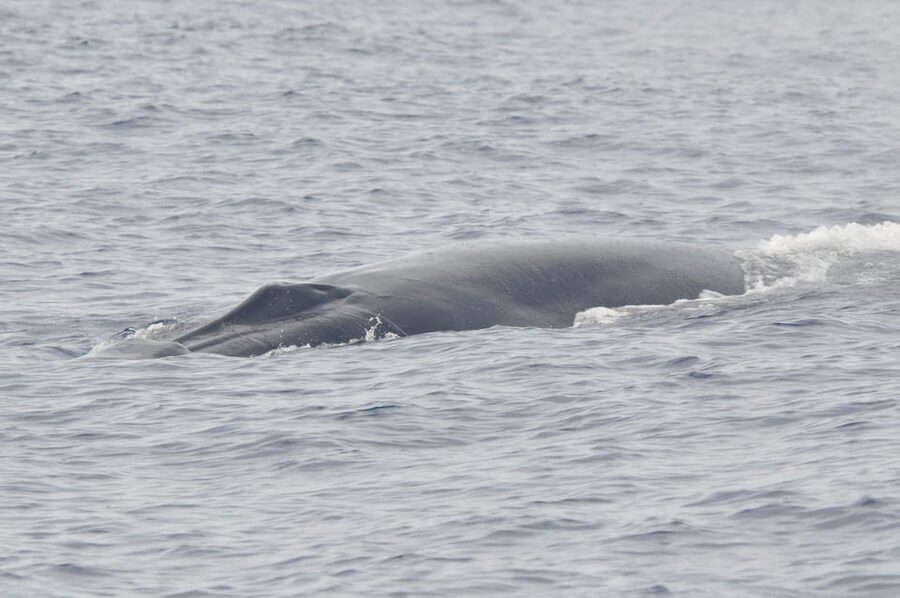 Tenerife: Whale and Dolphin Watching Boat Tour - Small group benefits: why you’ll likely feel less rushed