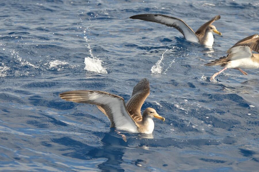 Tenerife: Whale and Dolphin Watching Boat Tour - Timing, motion, and who should skip this tour