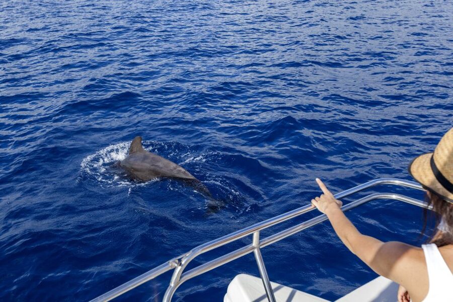 Tenerife: Whale and Dolphin Watching Tour by Sailboat - The Wildlife Search: Dolphins, Pilot Whales, and Real Marine Info