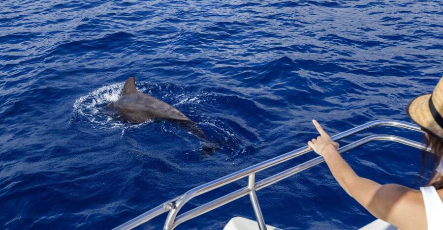 Tenerife: Whale and Dolphin Watching Tour by Sailboat - Puerto Colón Dock 8: How the 3-Hour Flow Really Feels