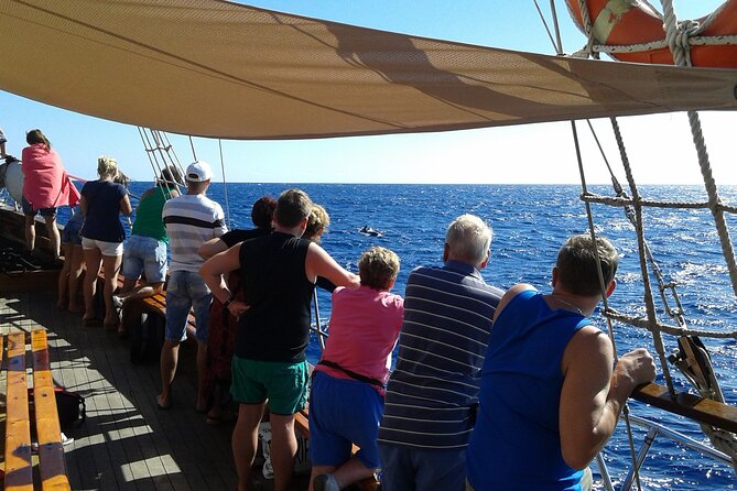 Tenerife: Whale and Dolphin Watching with a Plunge - Stop 2: Playa de las Americas and the natural-habitat stories (about 40 minutes)