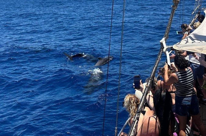Tenerife: Whale and Dolphin Watching with a Plunge - What you can reasonably expect to see