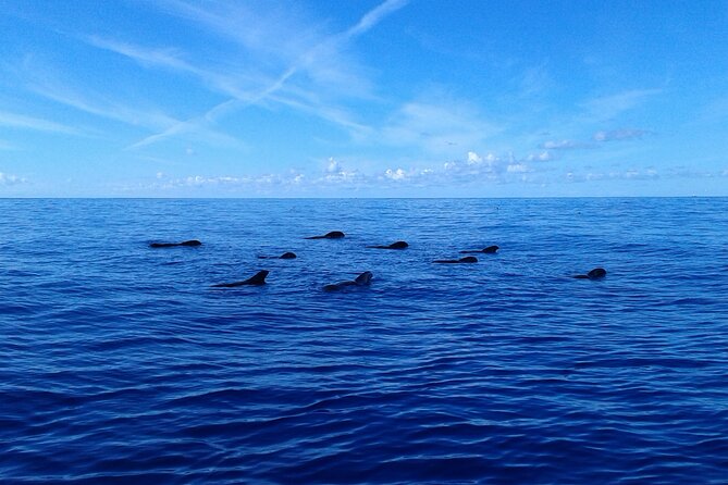 Tenerife: Whale and Dolphin Watching with a Plunge - Sea conditions, motion, and how to avoid a bad stomach day