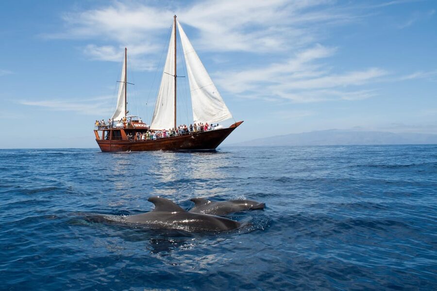 Tenerife: Whale & Dolphin Watching Cruise with Swim Stop - Key highlights
