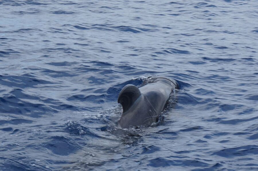 Tenerife: Whale & Dolphin Watching Cruise with Swim Stop - Who this cruise suits best (and who should reconsider)